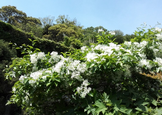 なんじゃもんじゃ