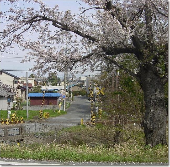 20桜踏切