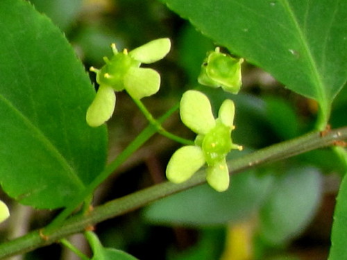 初めて出合ったニシキギの花 ニシキギは 枝のコルク質の翼をカミソリの刃に例えて 剃刀の木 という別名があります しろうと自然科学者の自然観察日記 楽天ブログ