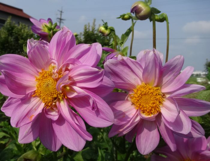 DSC08840.JPG