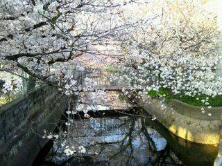 岡山市街の桜　その２