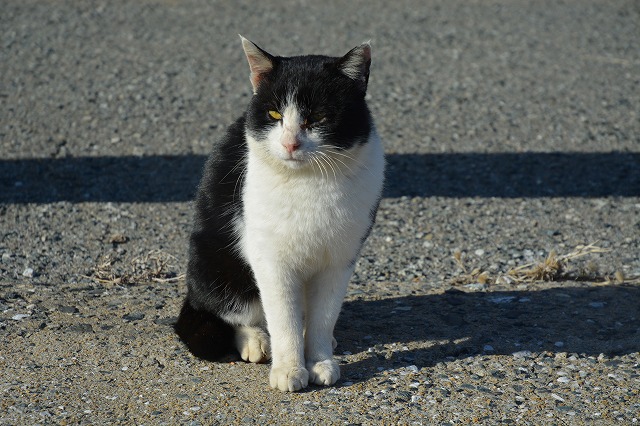 showPhoto (640×426)