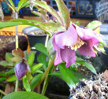 P1030767[1]A.jpg
