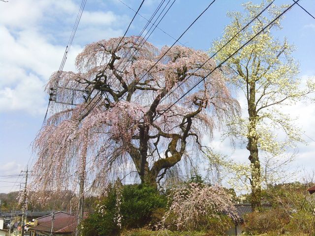250407hirakueke.jpg