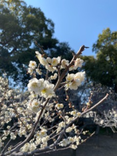 天満宮の梅花 (6).jpg