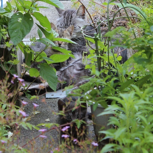 最後の子猫.JPG