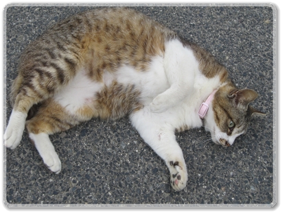 0426猫君_0426.jpg