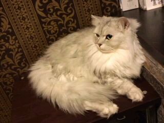 白毛長猫