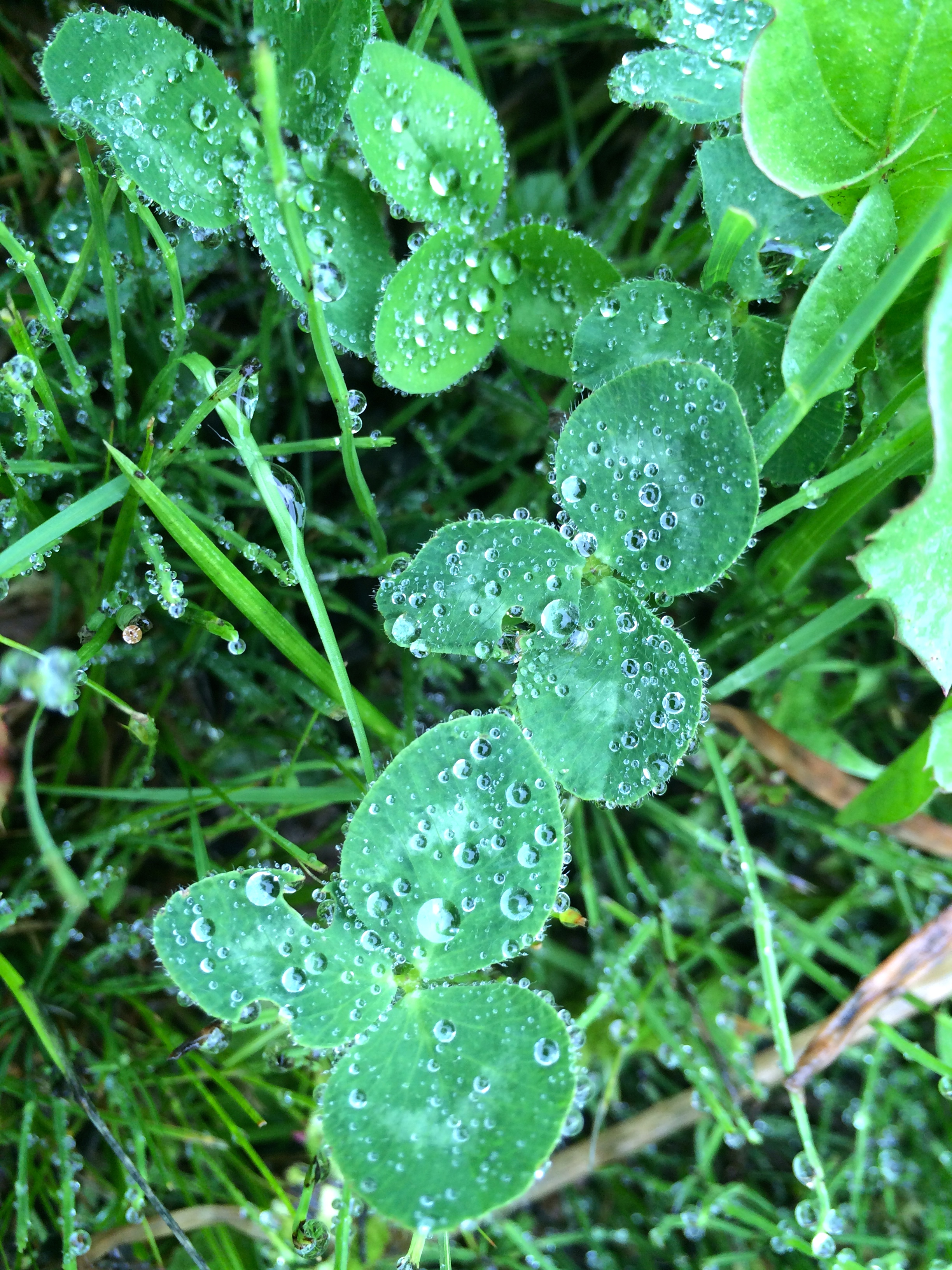 IMG_0478.jpg