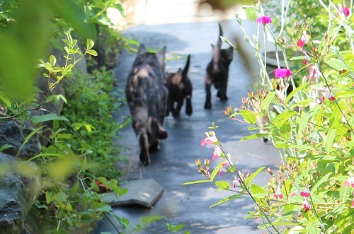 最後の子猫 (11).JPG