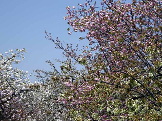 造幣局通り抜け (82).JPG