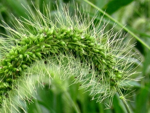 アキノエノコログサの花 花序の色や形に疑問が残ったエノコログサも 立川市 泉町西公園での自然観察 その10 しろうと自然科学者の自然観察日記 楽天ブログ