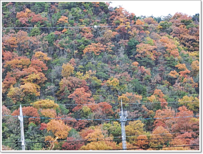 山･紅葉CIMG3088.JPG