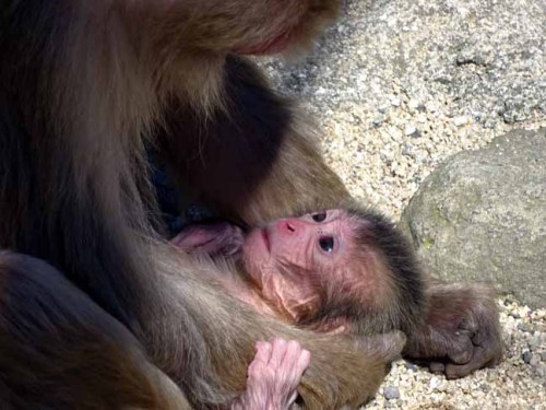令和最初の赤ちゃん (2).JPG