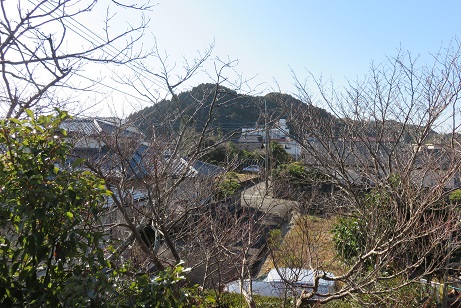 150124大光寺裏の杉山.jpg