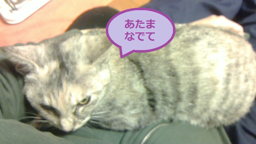 NEC_0422.JPG