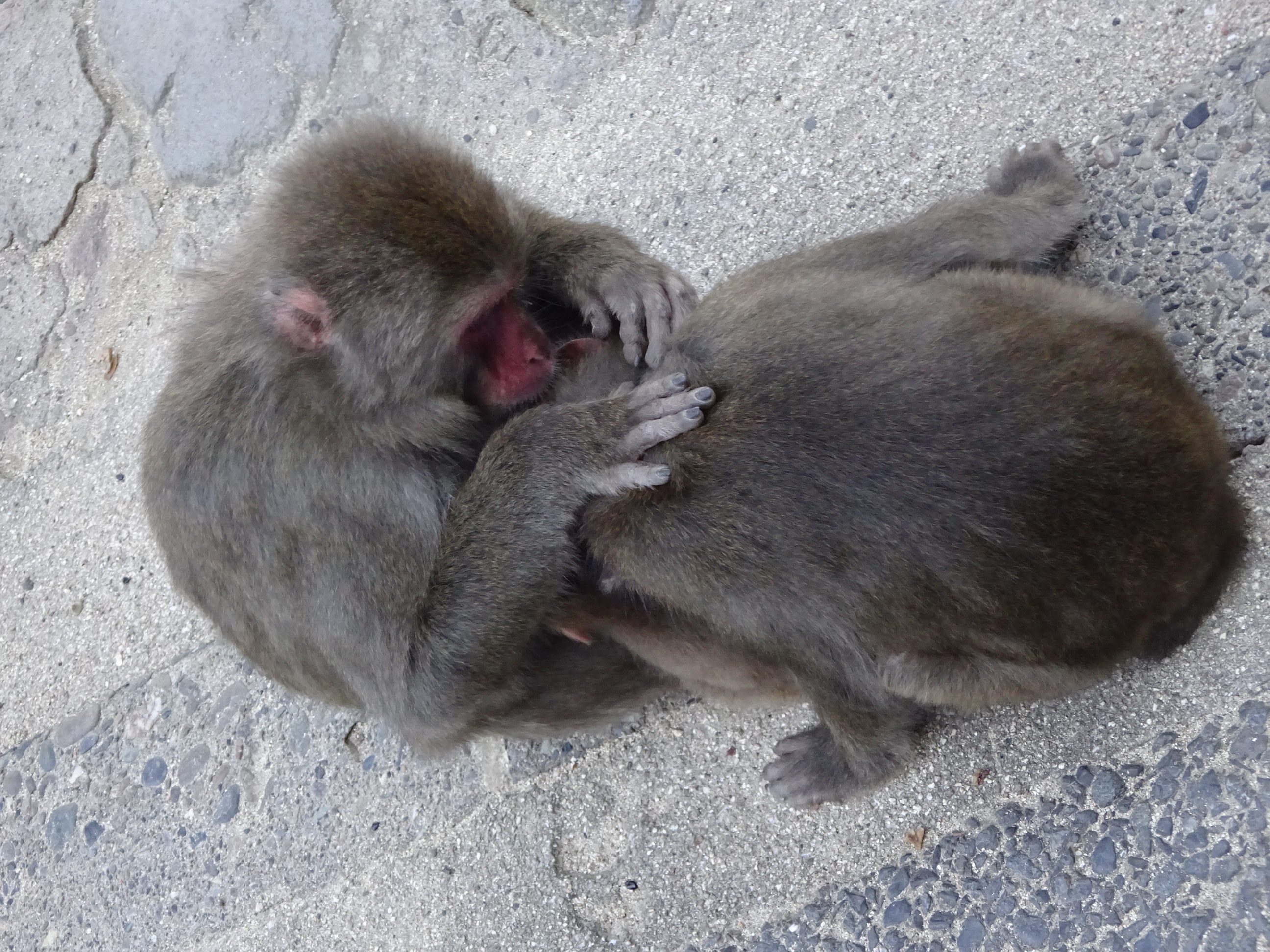 カラオケさんの子供たち (2).JPG