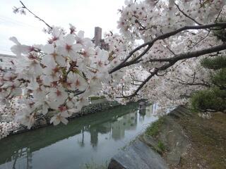 徳島中央公園の桜