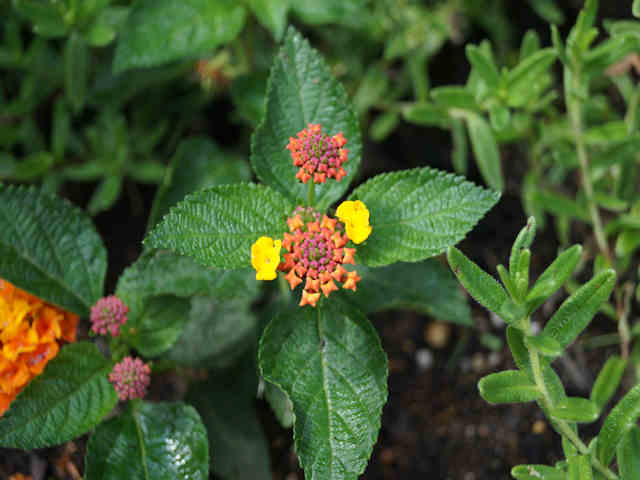 DSC09356.JPG