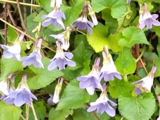 スミレの茂み2017