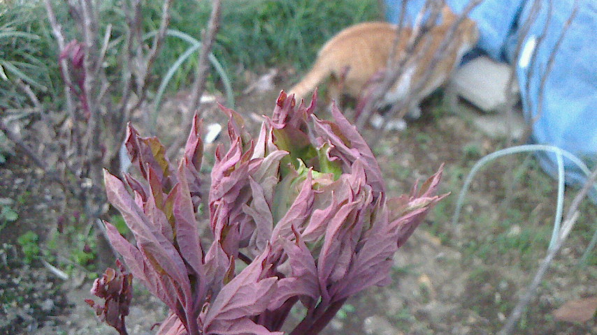 NEC_0526.JPG