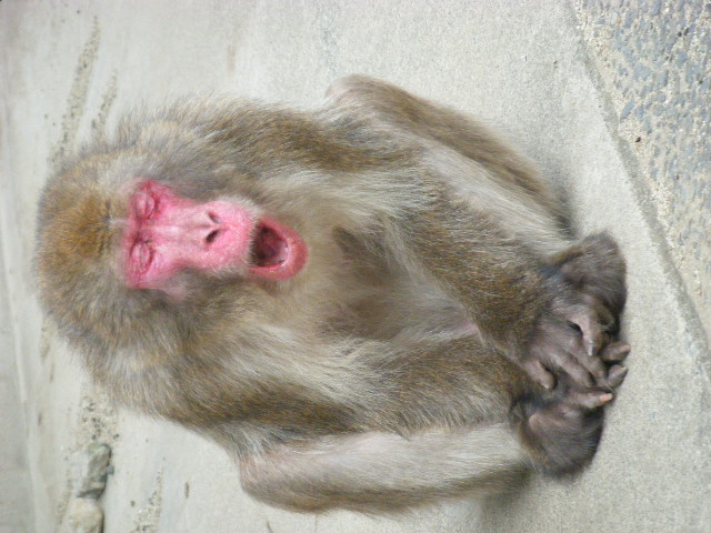 帰ってきたベンツ (1).JPG