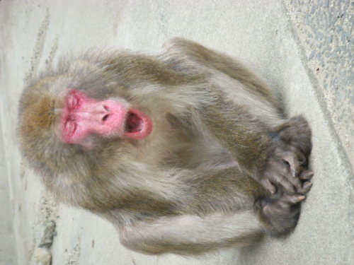 帰ってきたベンツ (1).JPG