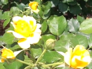 小粒の黄バラ2014