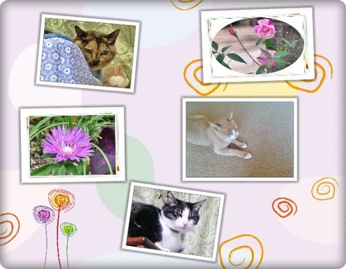 猫と花.jpg