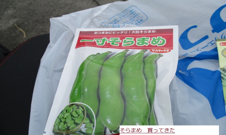そらまめ.JPG