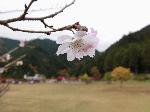 さわらびの湯の桜