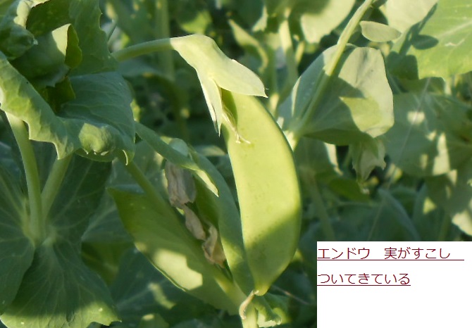 えんどう.JPG