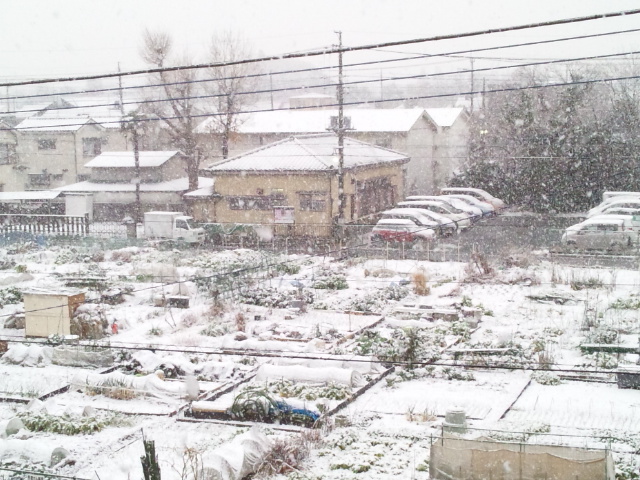 今年の初雪