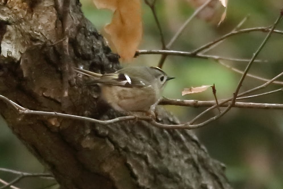 3E1A27962012キクイタダキ.JPG