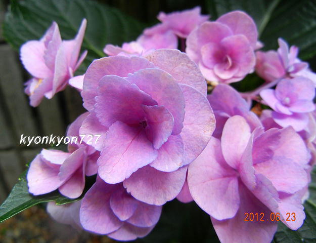 フェアリー・アイ2