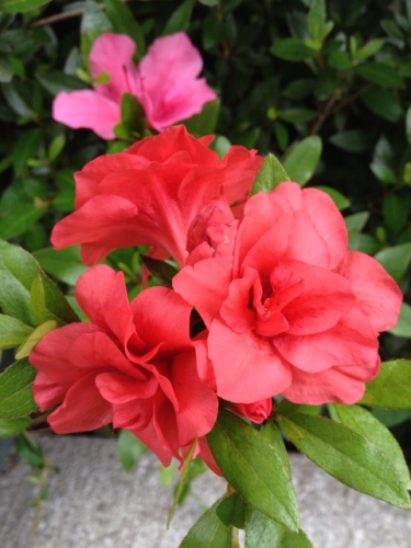 IMG_9156 (480x640).jpg