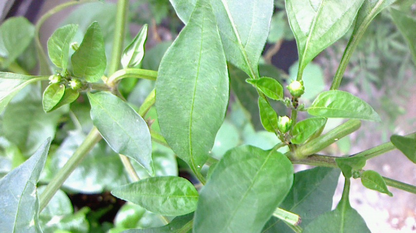 NEC_0354.jpg