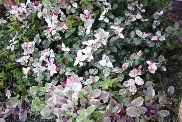DSC09410.JPG