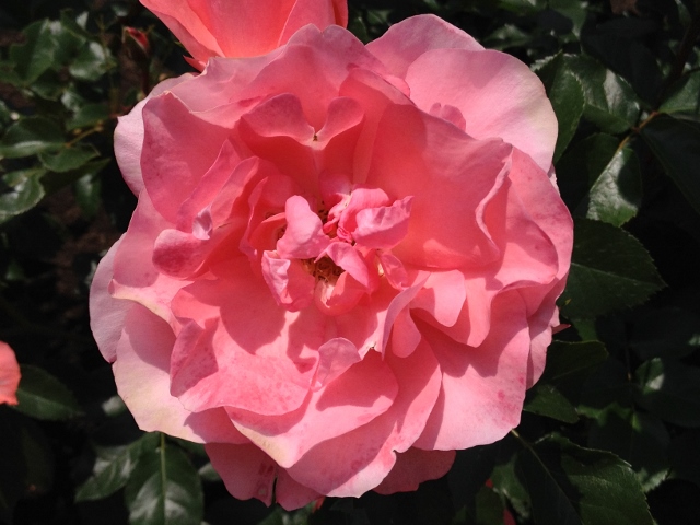 IMG_9055 (640x480).jpg