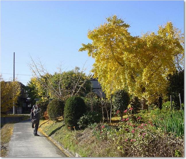 35カメラ黄葉.JPG