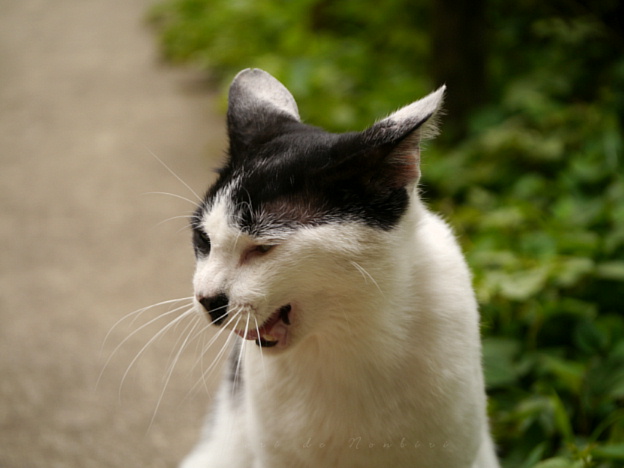 コラ2015.06.02上野.JPG