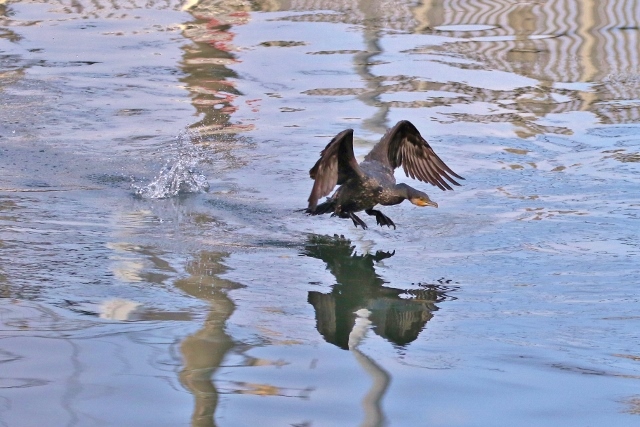 P95A2897 (640x427).jpg