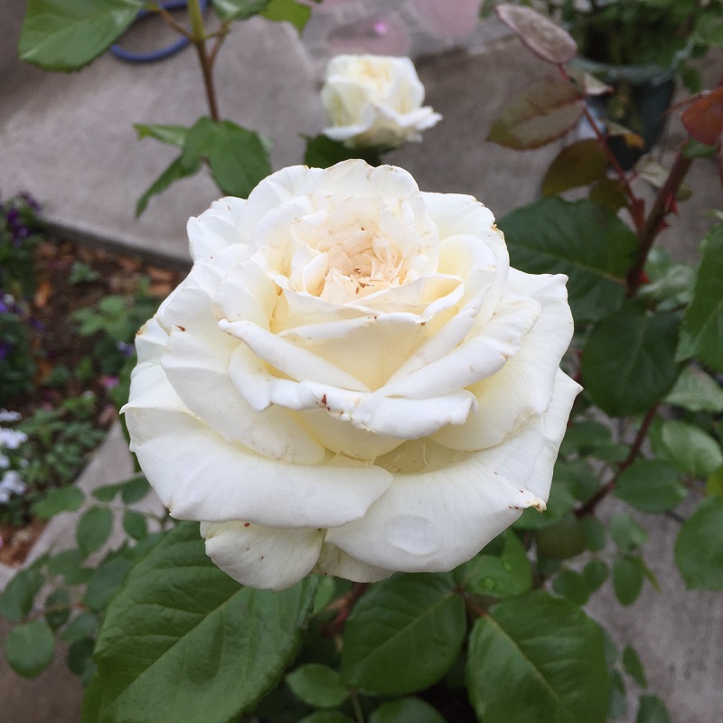 2016-05-06 14.35.33.jpg