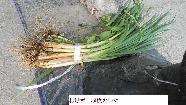 わけぎ.JPG