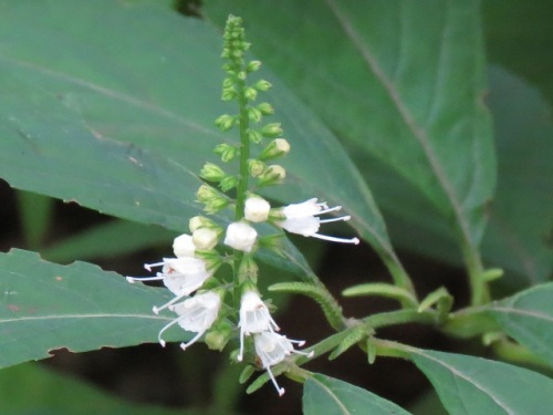 シモバシラの花 高尾山での自然観察 その7 しろうと自然科学者の自然観察日記 楽天ブログ