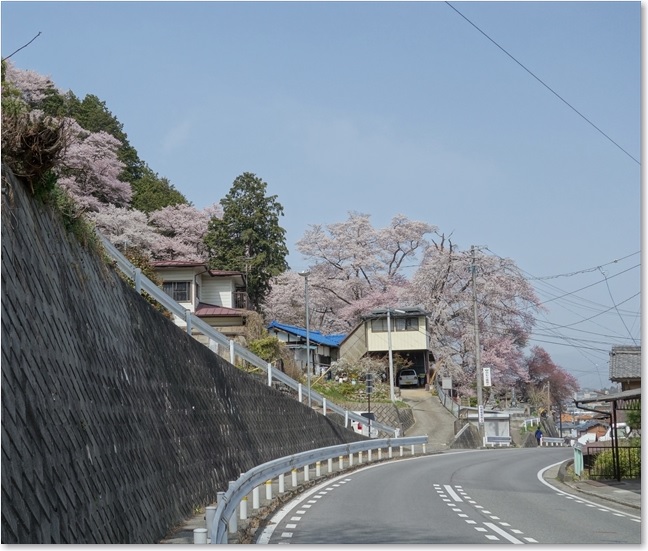 25桜咲く道