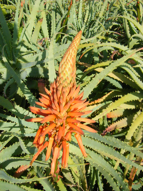 白浜温泉 アロエ公園 (5).JPG