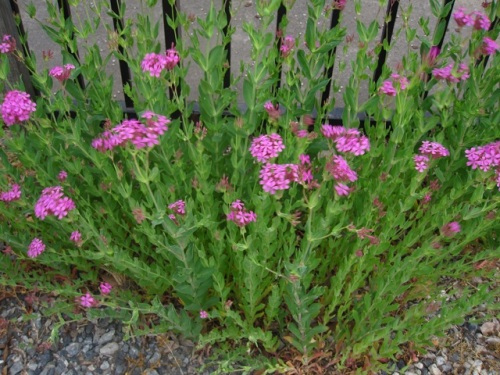 食虫植物ではなく花の蜜を盗むアリがよじ登ってくるのを妨げるムシトリナデシコの花 団地周辺で見かける帰化植物 その18 しろうと自然科学者の自然観察日記 楽天ブログ