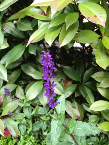 IMG_8941 (480x640).jpg