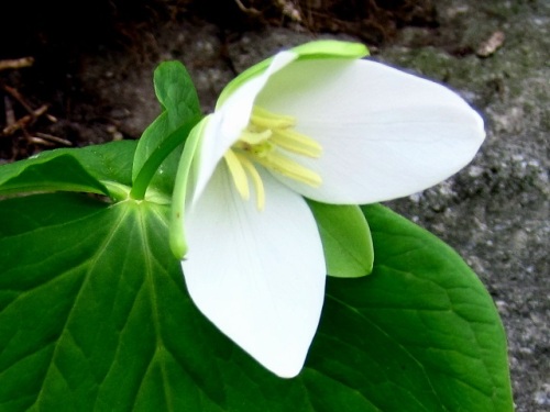 大きな花に気品を感じることから 森の貴婦人 といわれるオオバナノエンレイソウの花 自然観察の振返り 11 メランチウム科の植物 第2回 しろうと自然科学者の自然観察日記 楽天ブログ